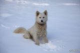 040 Fiocco di neve.JPG